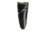 Cretaceous Boreal Crocodile Tooth - Hell Creek Formation #218557-1